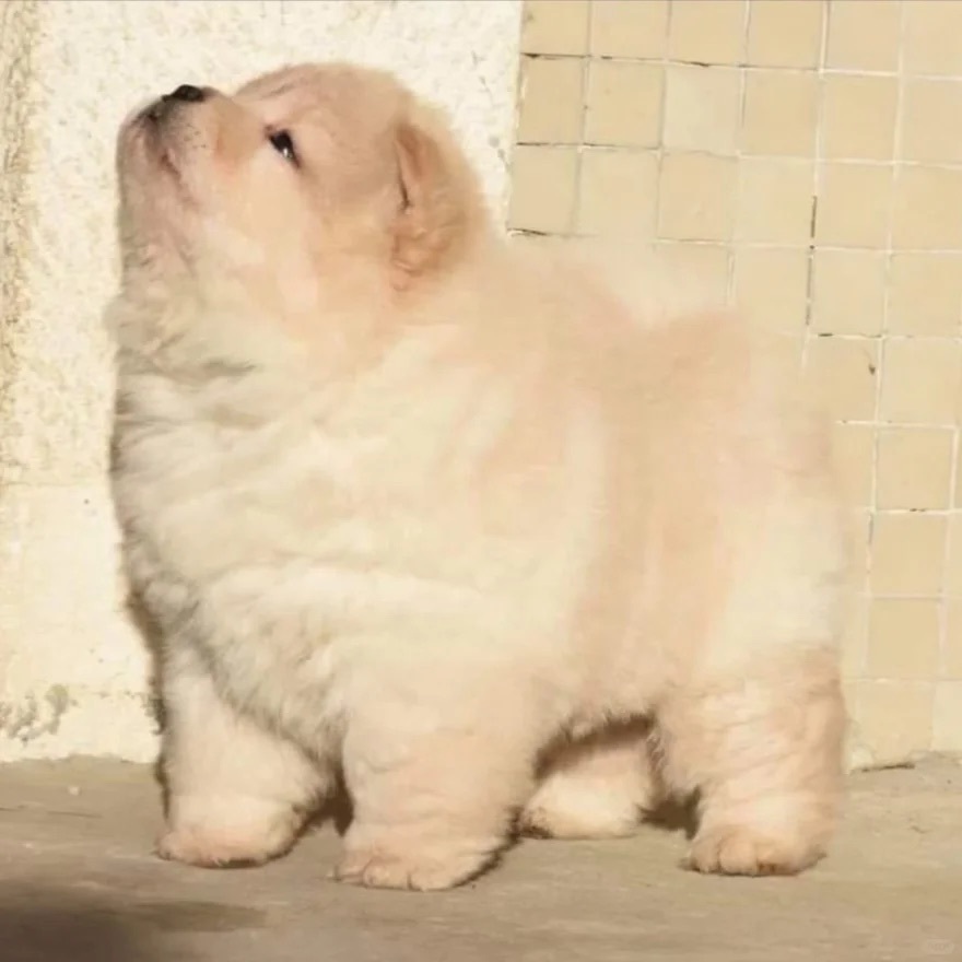 小狗儿🐶朋友圈背景图  头像 