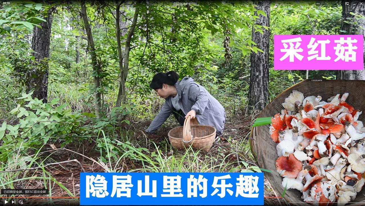 给大家科普一下，这种红菌子一定要晒干了才能吃哦，晒干后可以用来炒着吃，煮熟之后再