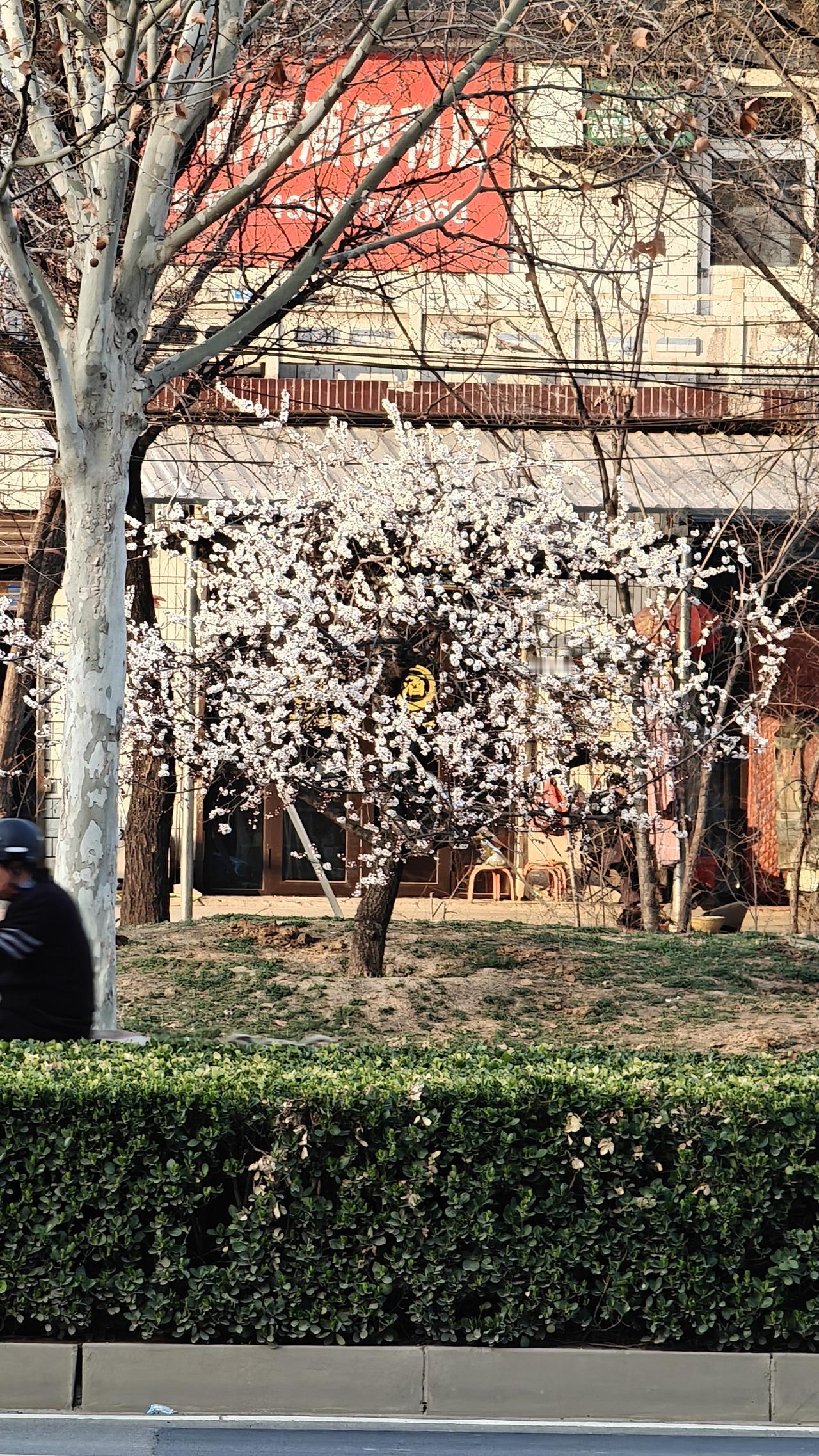 今天是，3月12日植树节，农历正月二十四。下午去五一路小公园游玩。路边的桃花已经