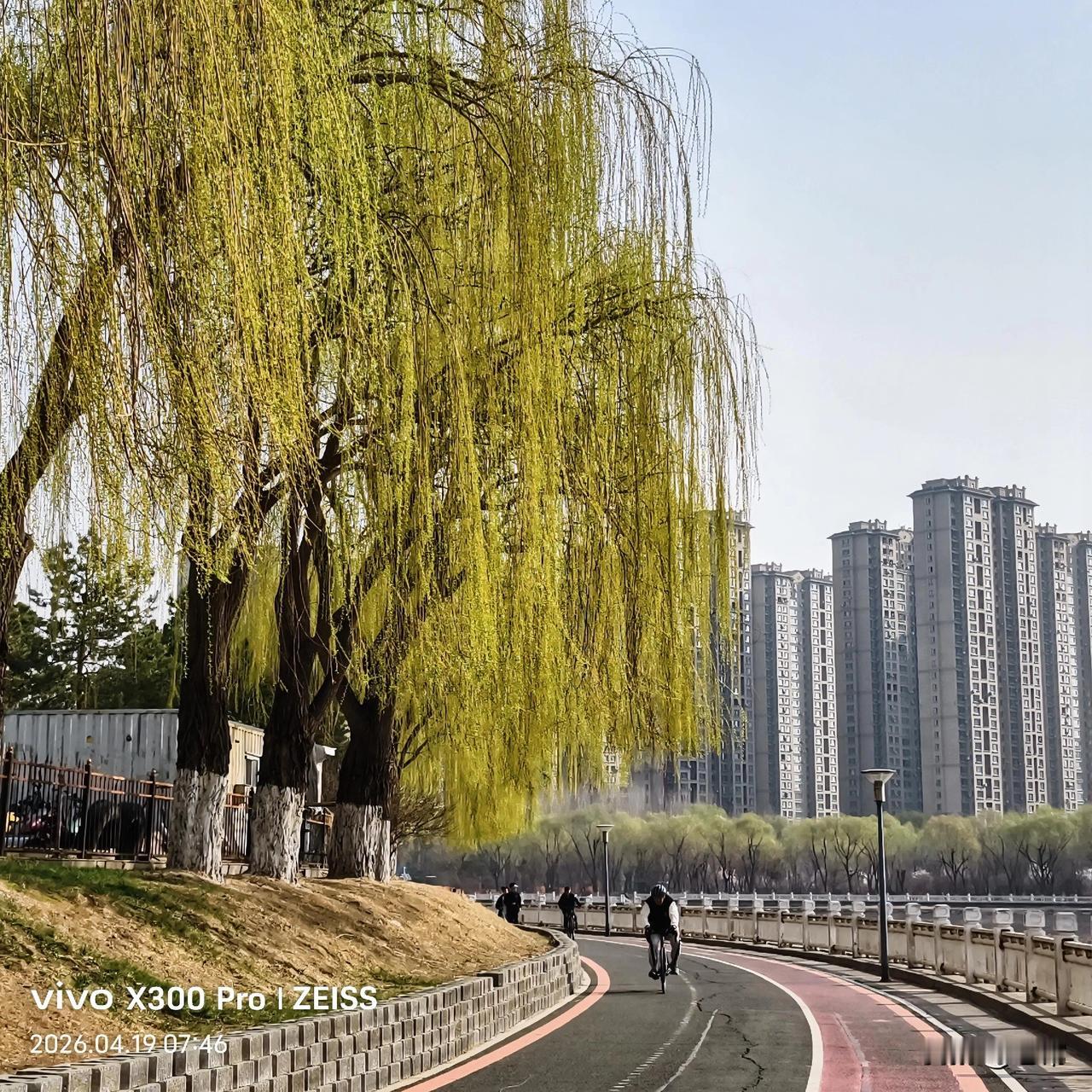 【原创\图文】

伊通河畔柳枝飘。

岸柳垂丝拂微风，
一桥横卧两岸通，
沿河步