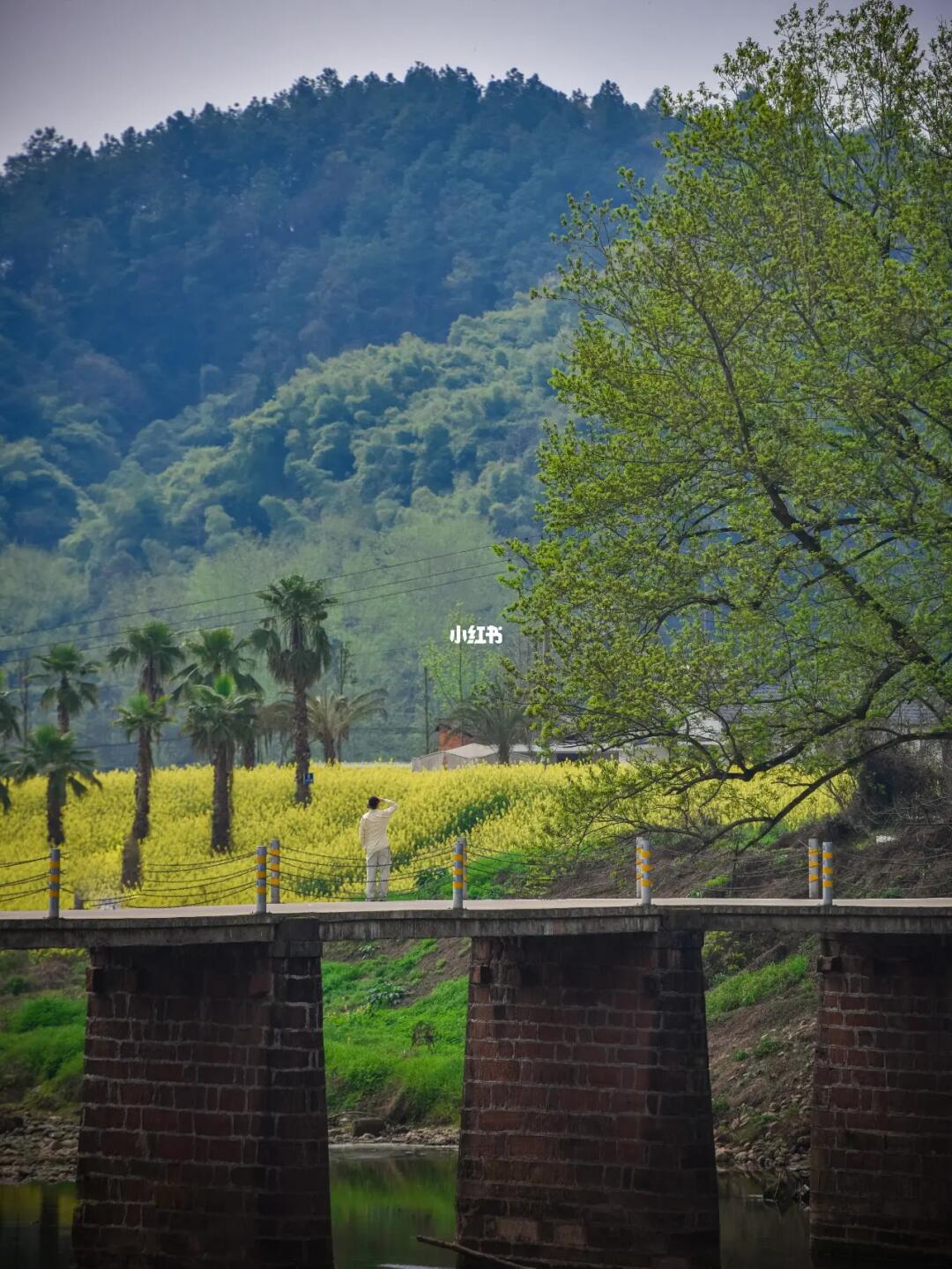 春天的日子，藏在成都无人的油菜花田里