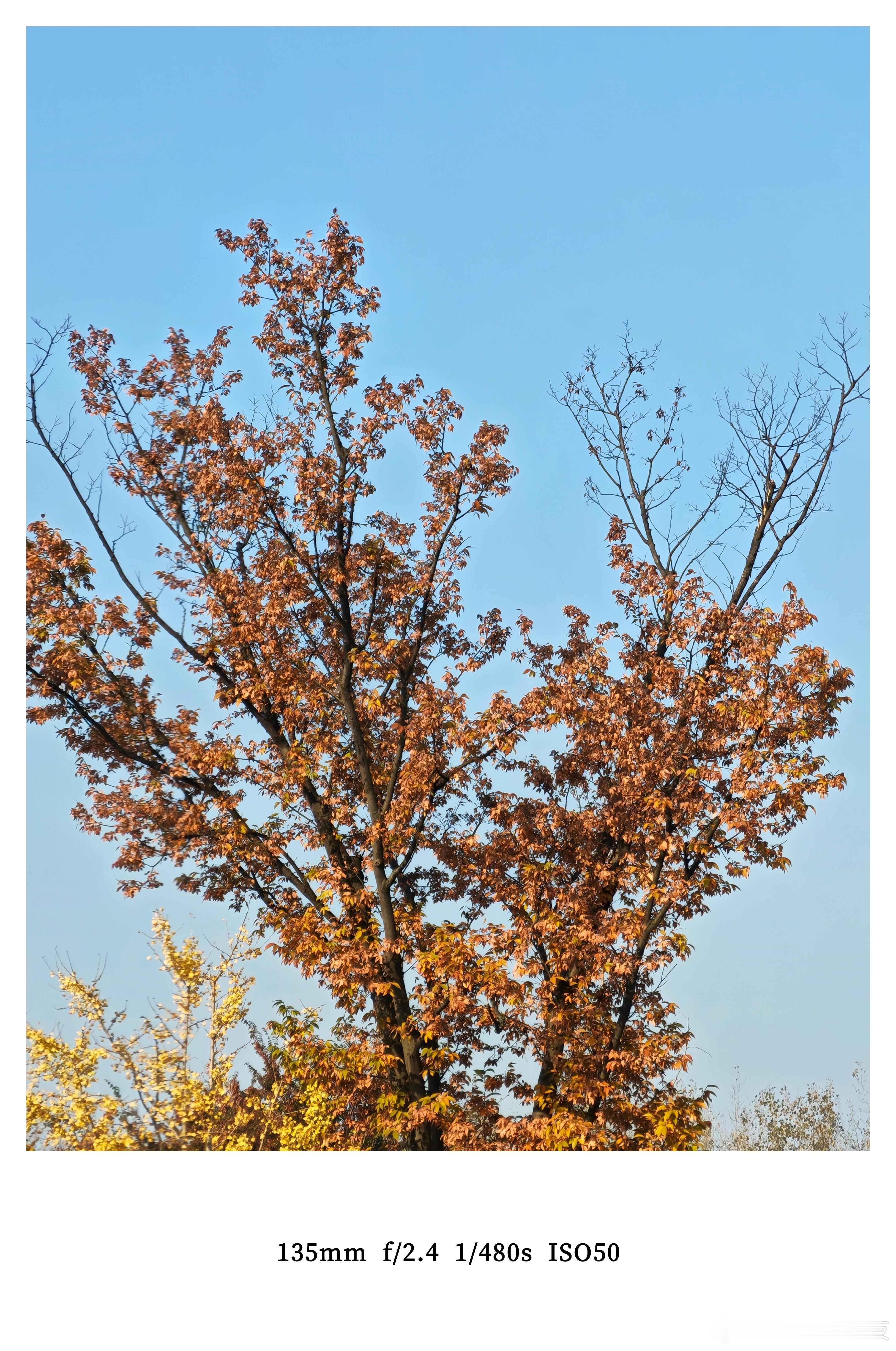 最近我们这天气真的好，手机顺手拍了几张照片，感受秋天的美