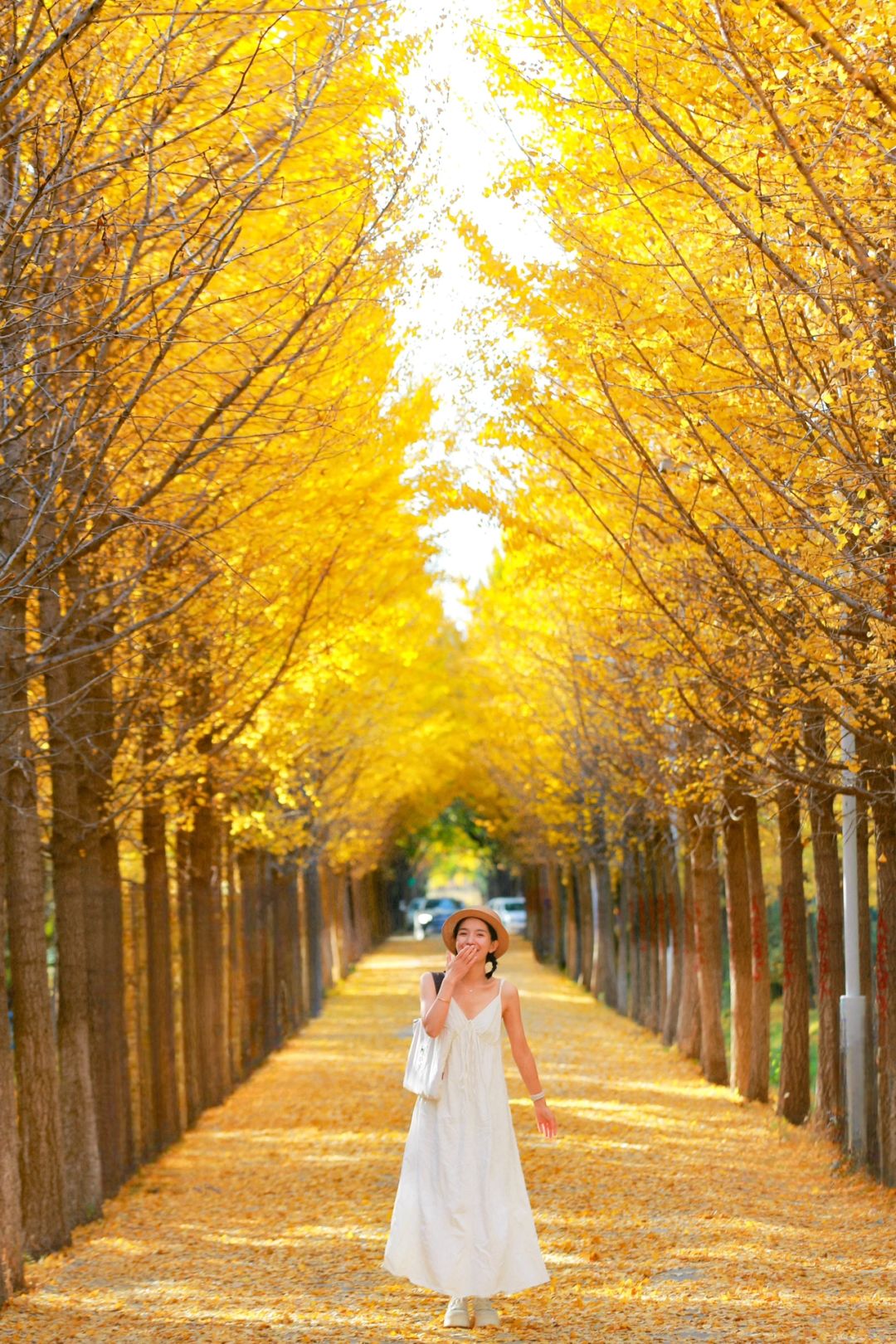 10.27实拍🍁北京市内超大银杏林已金黄❗️