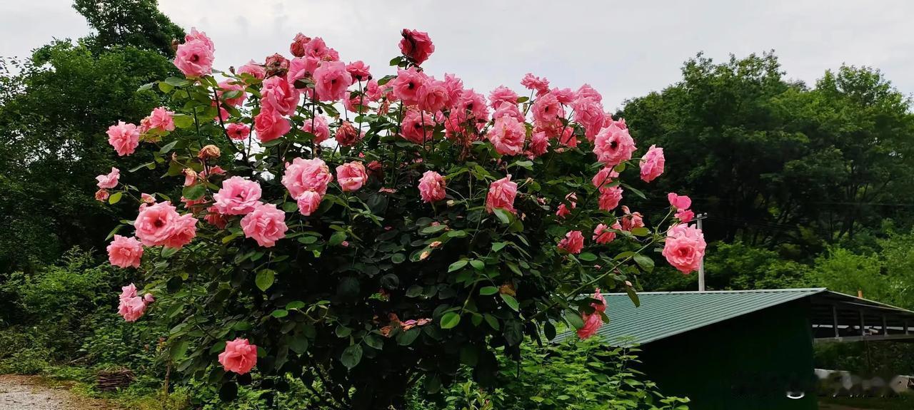 一花不是花，百花齐放春满园，欢迎友友们快来对下联，添墨加彩。

上联:要弘扬道德