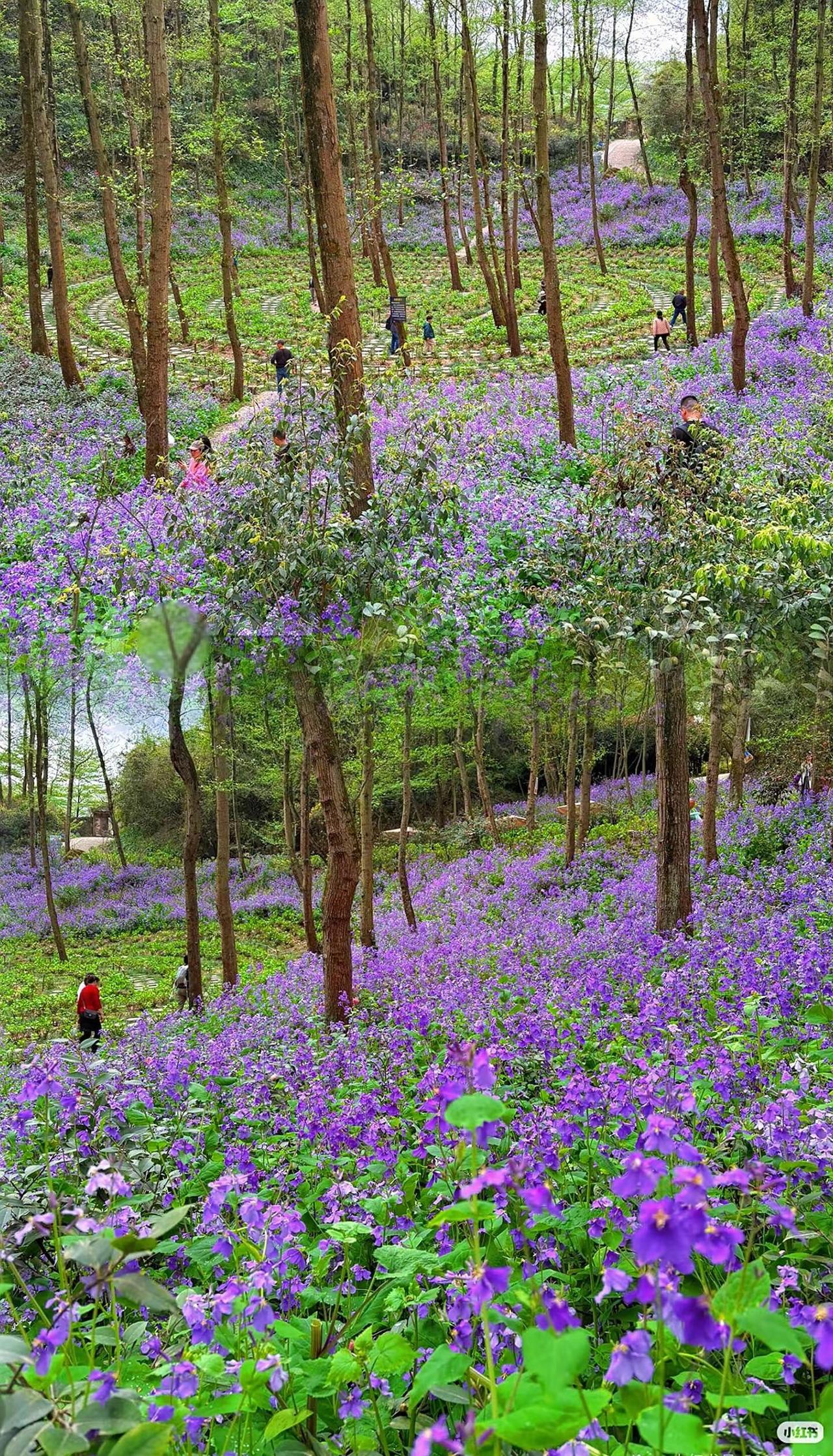 彭州｜一份来自葛仙山的春日限定浪漫！沉浸式森林徒步赏花，漫山遍野二月兰、山茶花美