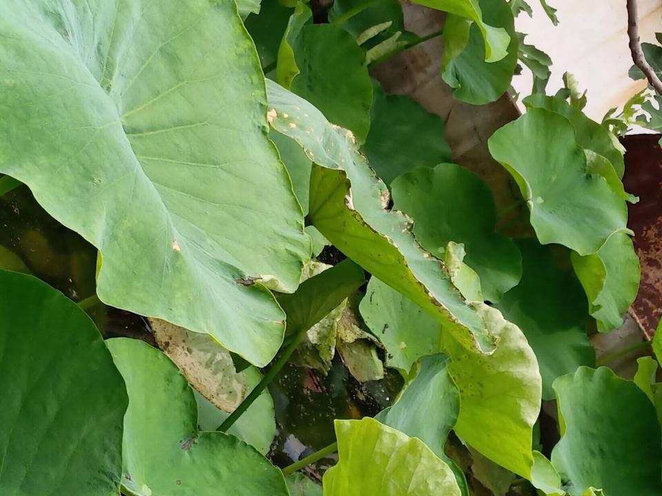 前天下了一夜雨，两天没上房顶，昨天下午突然发现：荷花池的荷叶长满了。但由于池水过