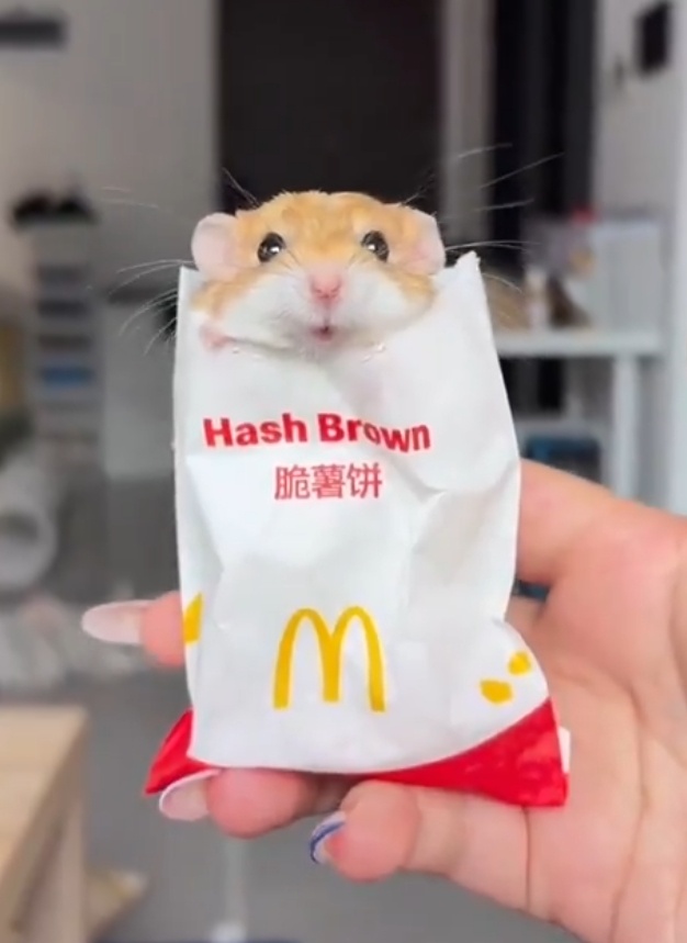 推特刷到*三角初华鼠饼 