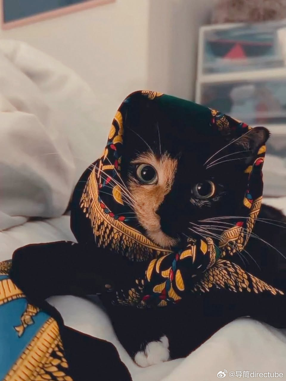 猫宁 