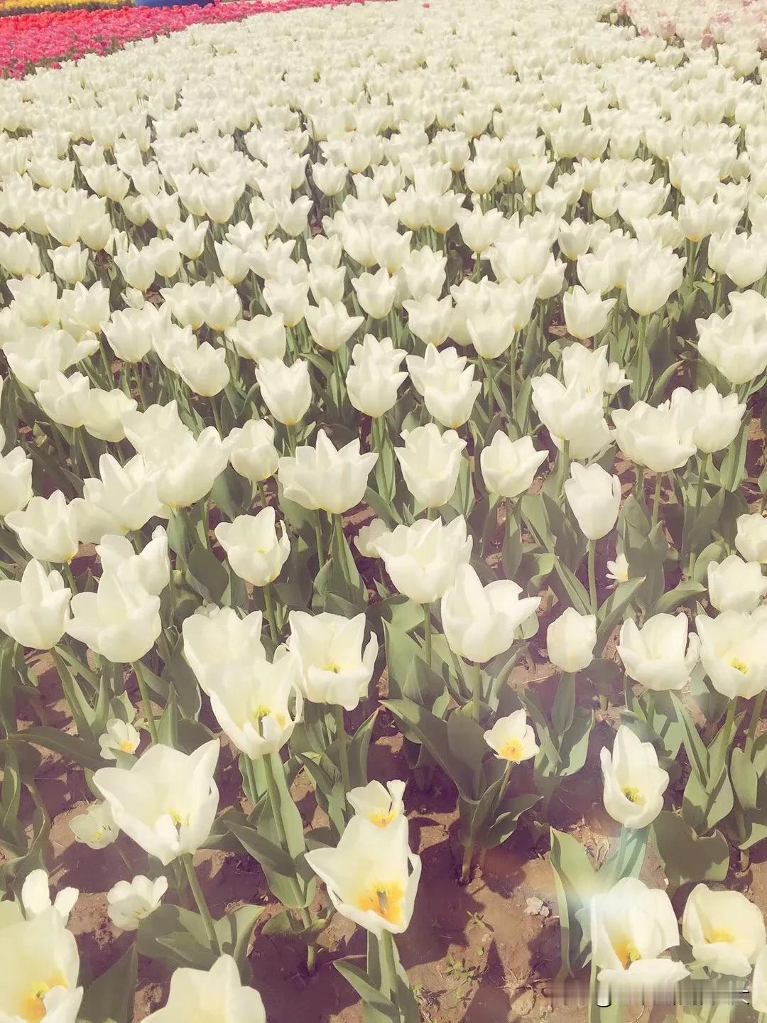 #分享一张随手拍的花#
