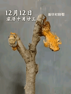 生命的双重奏，在暗夜的枝头无声上演，两只蝉挣脱旧壳的刹那，是自然最庄严的加冕礼。