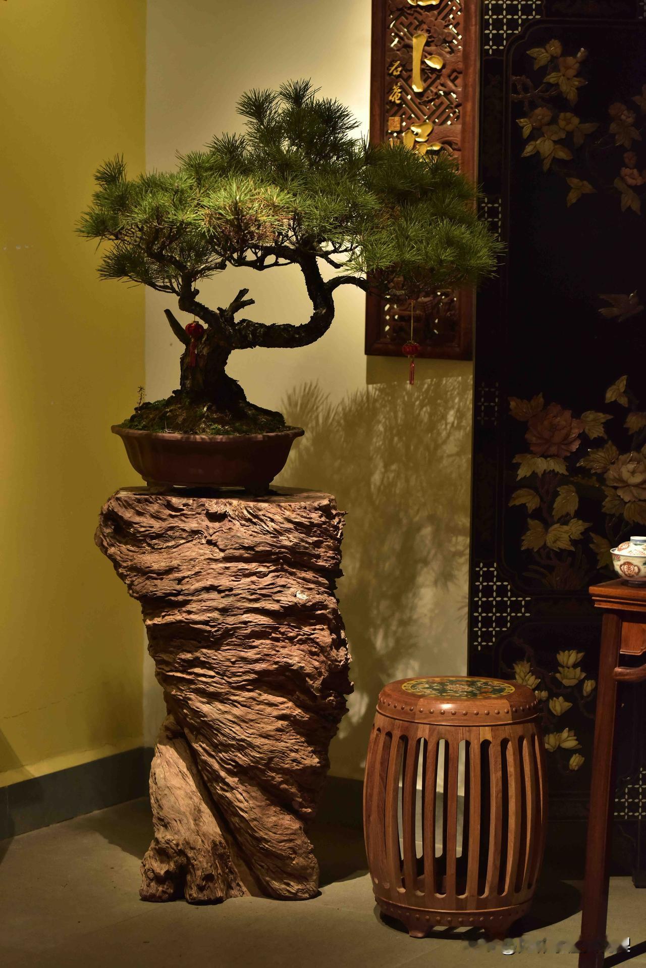 南方有奇木，绝世而独立｜龙眼木花架树桩
虬松盘曲，藏尽山河意；
老木沉凝，载满岁