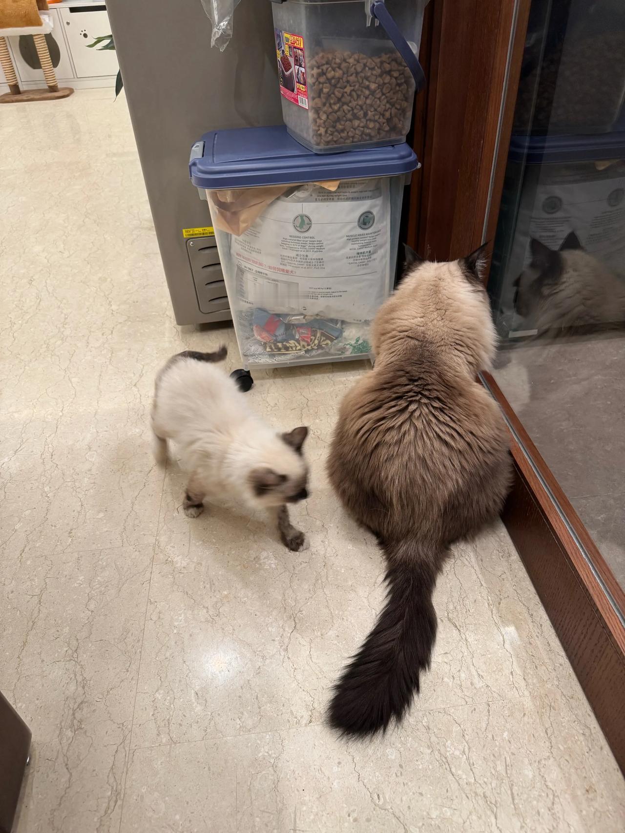 跟着爸爸蹭点饭饭吃！
猫咪