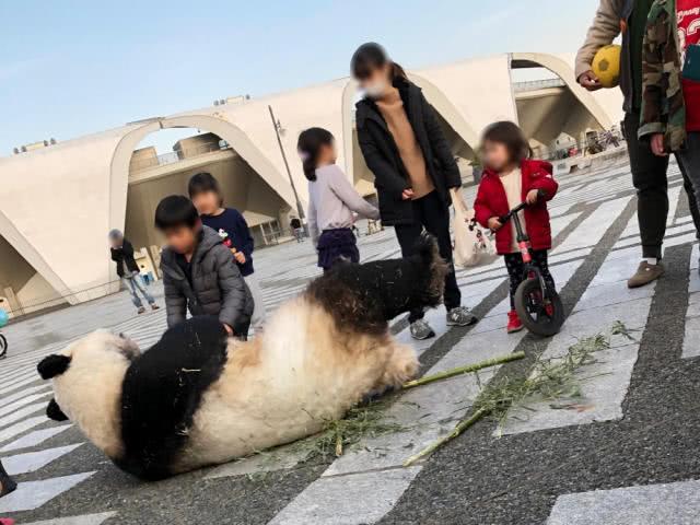 中国暂停对日租借大熊猫！不是小气，这3个原因戳中所有国人
 
家人们谁懂啊！最近