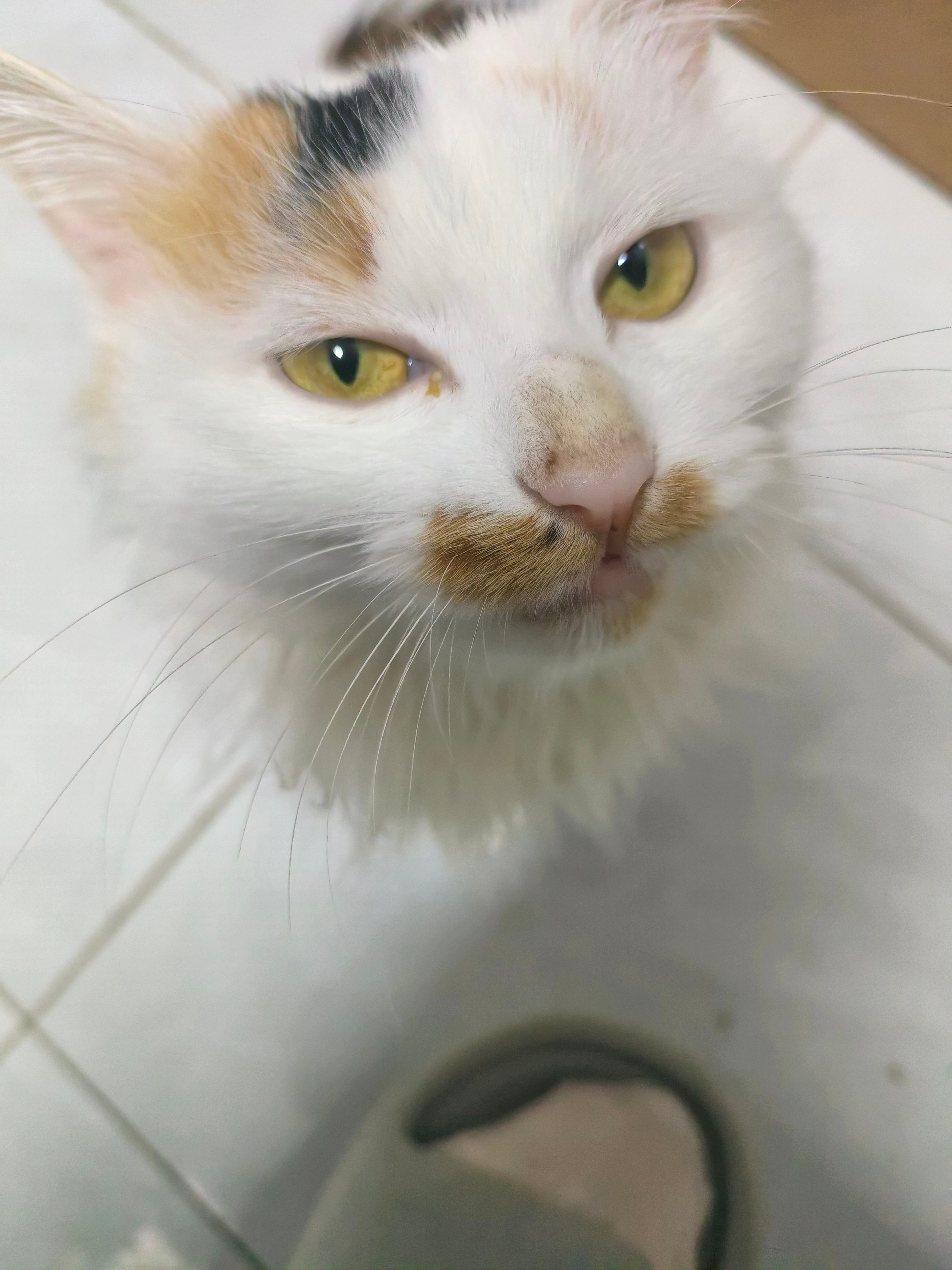 一大早上，猫🐱在耳边叫唤啥叫个不停，吵亖了，你不睡也不让我睡，你要干啥啊