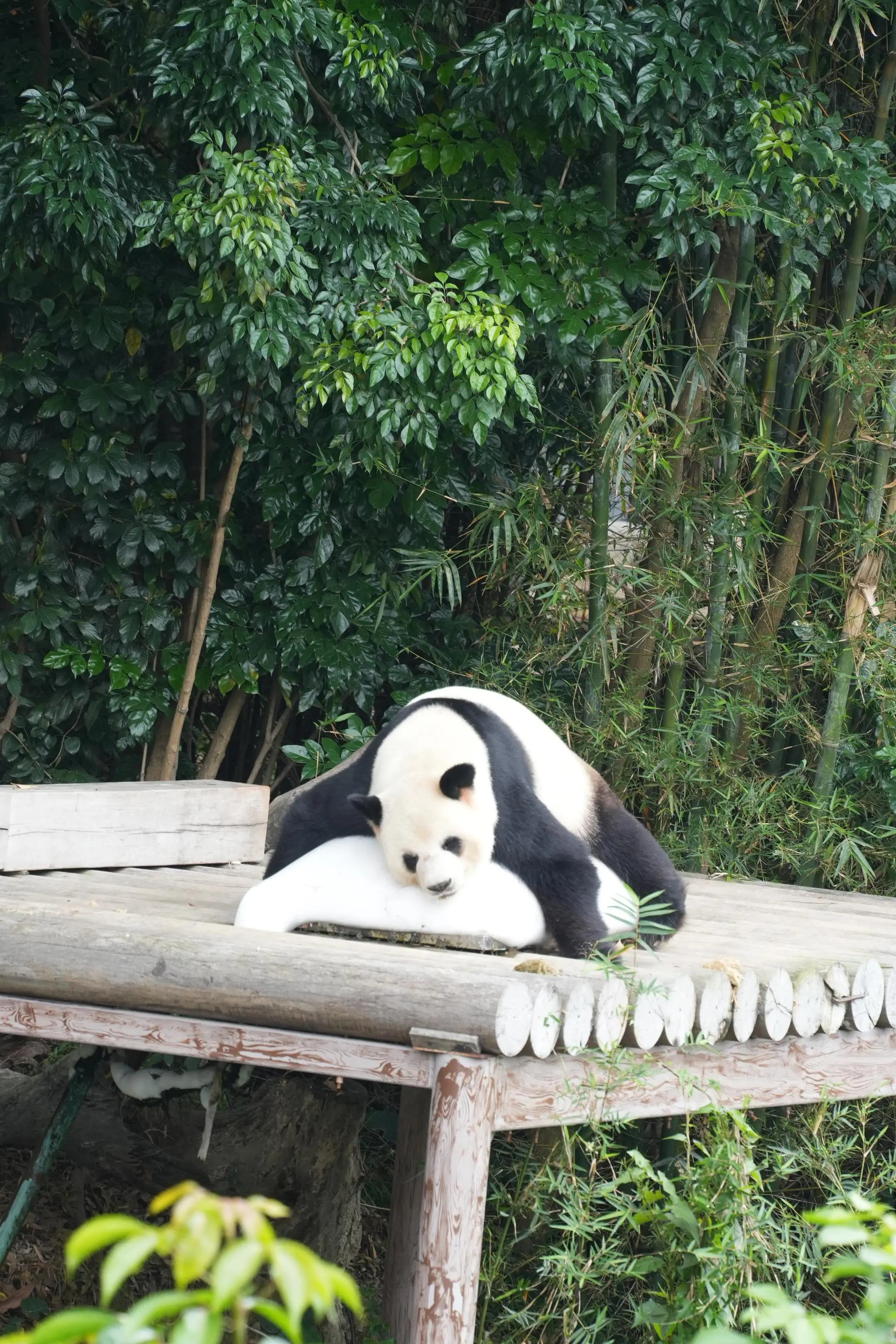 终于用相机拍到友友叔了！（今年继续努力，拍到更清晰的友友，那就意味着坐...