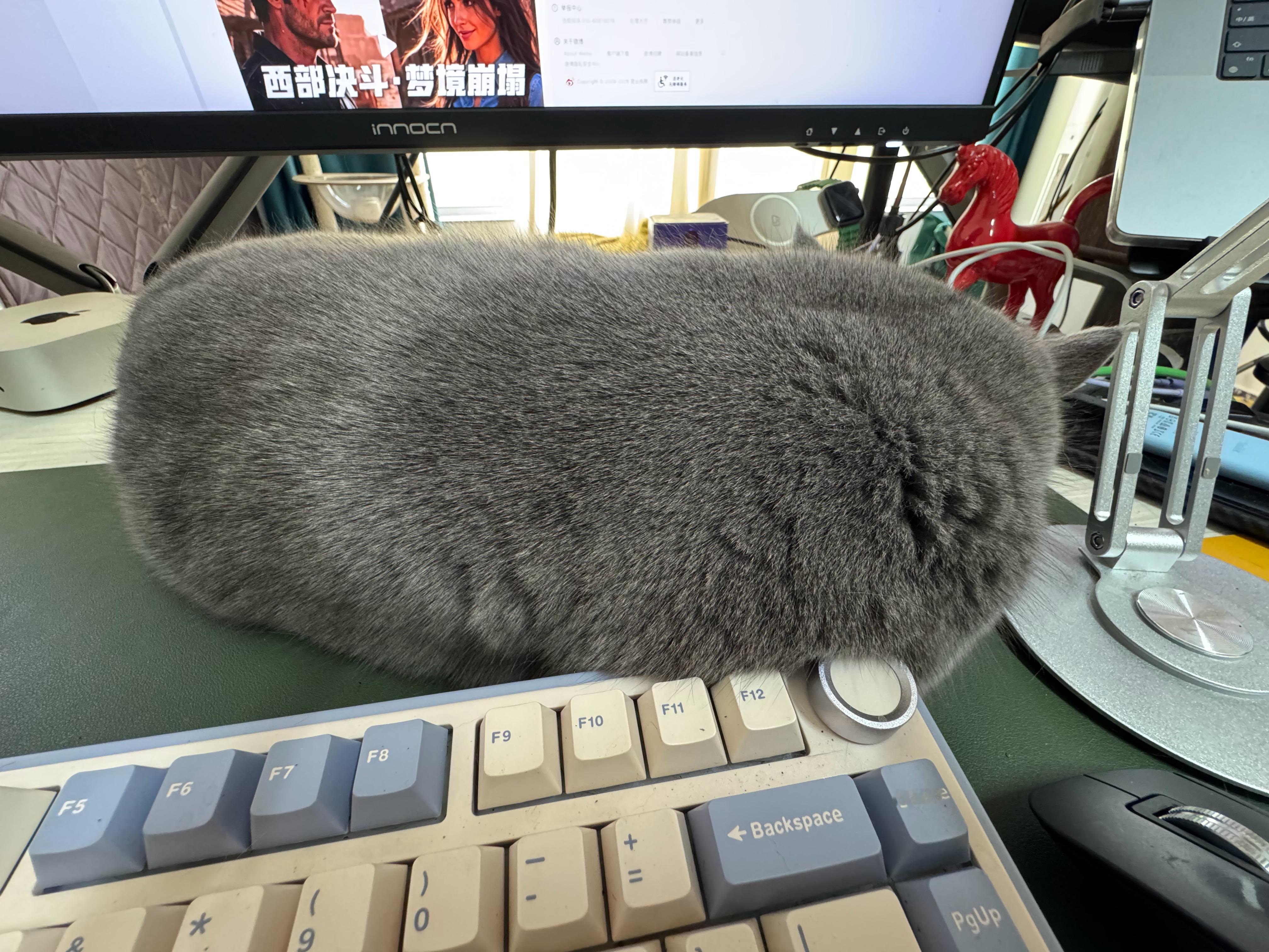 不说它是只猫，你可能都看不出来它是个啥
