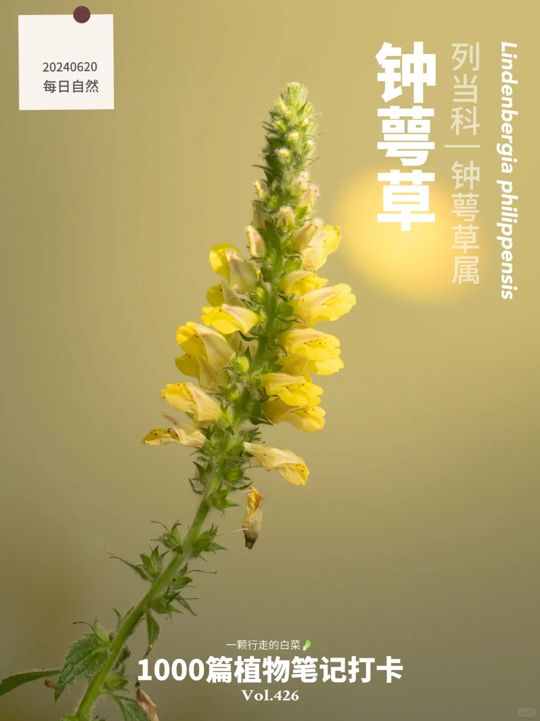 植物笔记426 | 池塘边的钟萼草