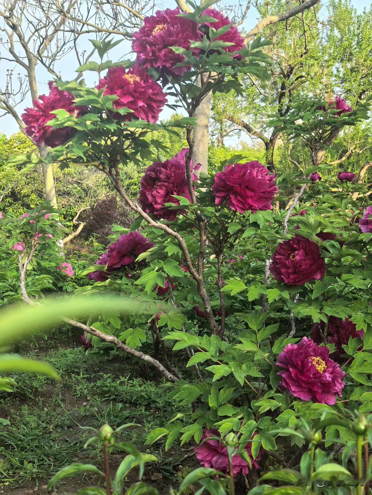 【小对联】
上：老酒；
下：……？