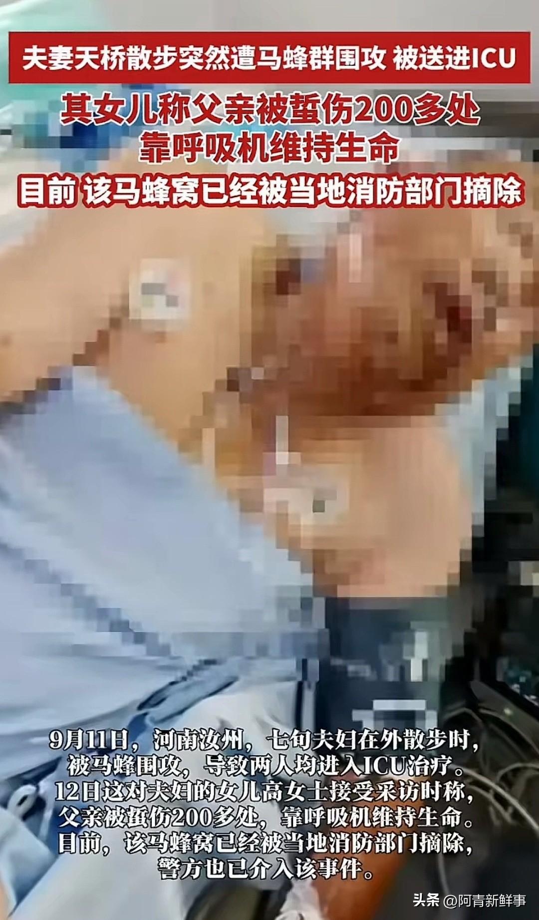 散步遭虎头蜂围攻，七旬夫妻双双进ICU，一家四口无一幸免！河南汝州的这场悲剧，真