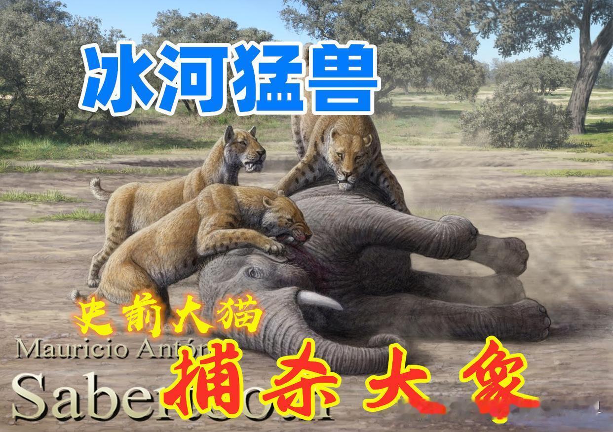 冰河猛兽｜敢猎杀史前巨象的大猫，锯齿虎到底有多强悍？
     在如今的地球生态