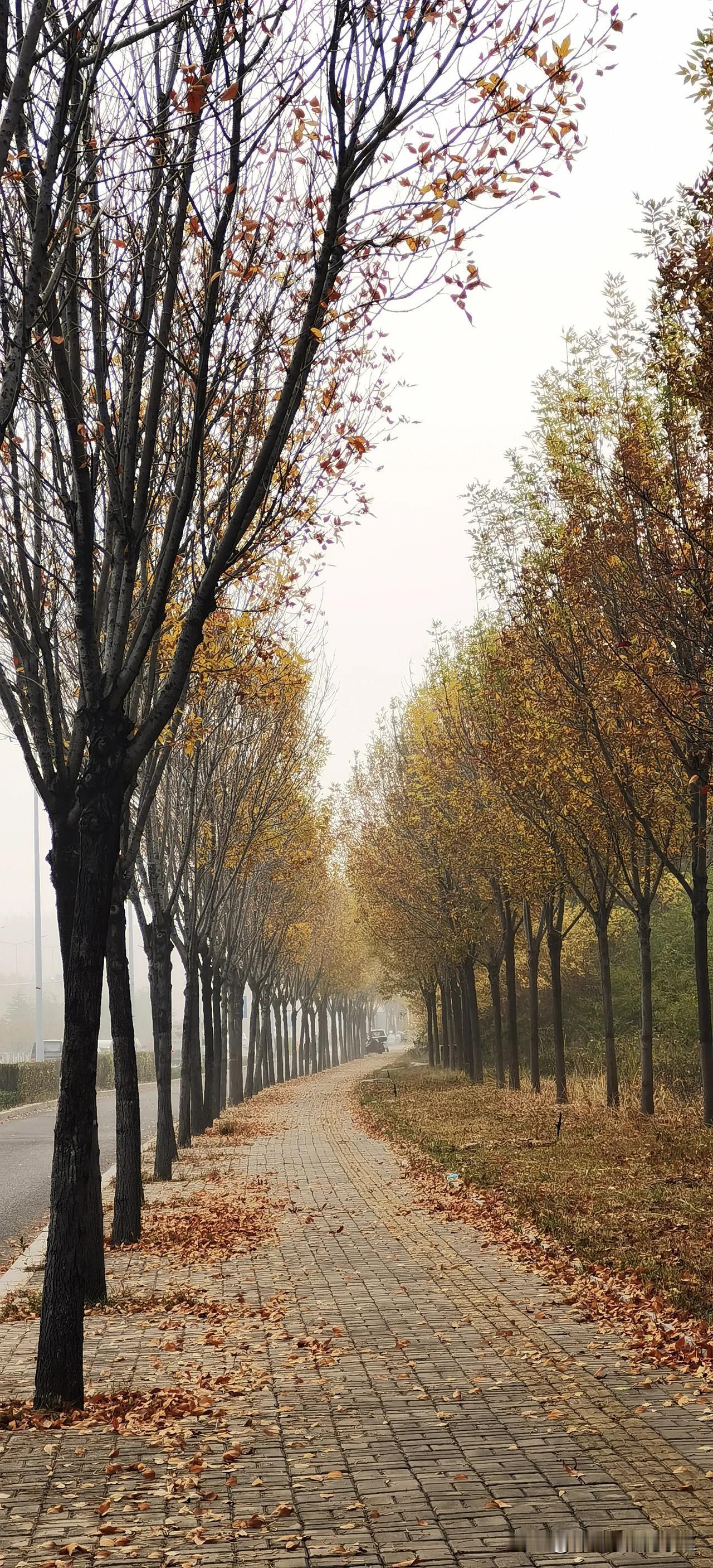#可以分享一张秋景树叶照片吗#
玉清东街随拍