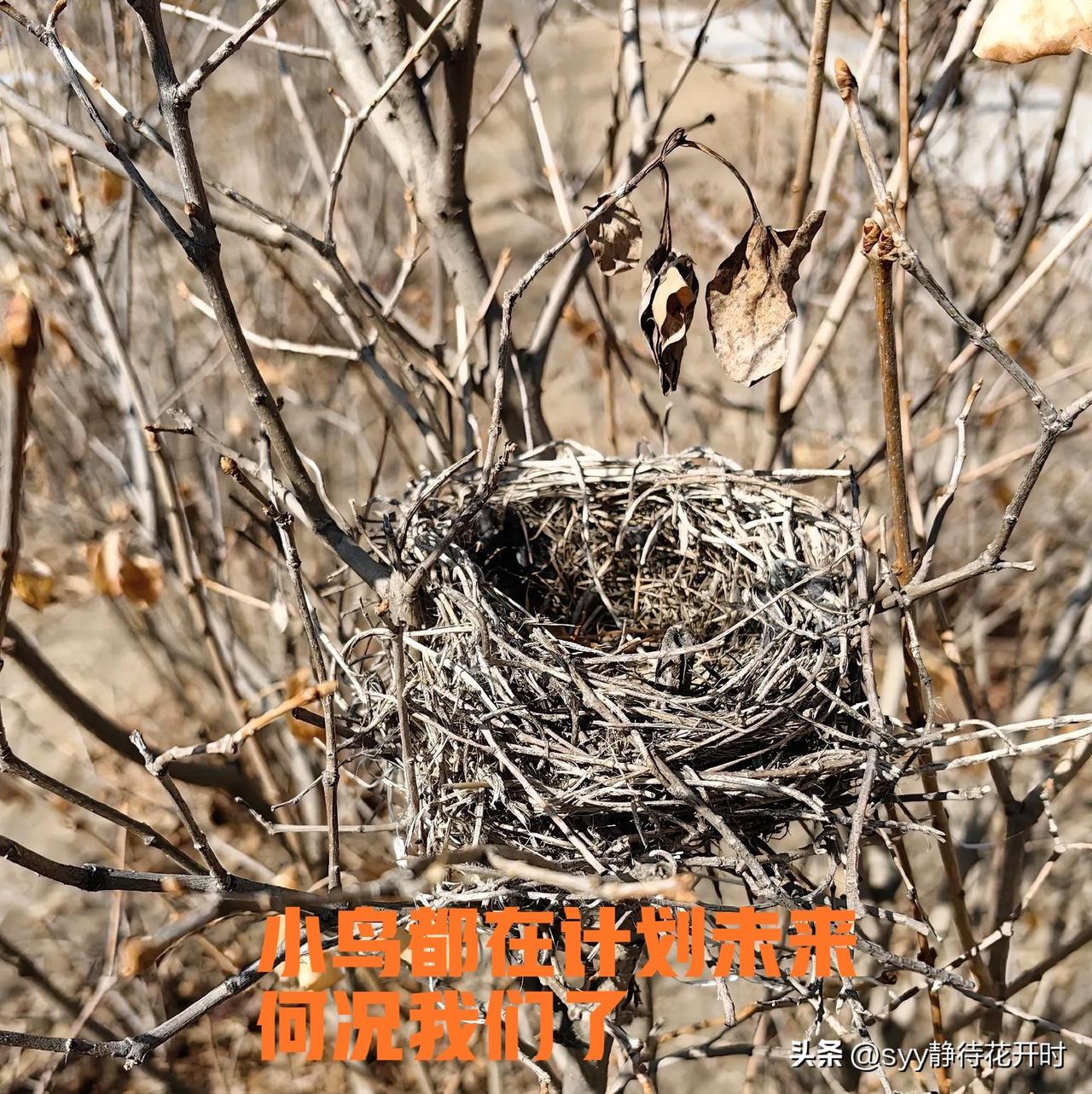 没事去湖边散步，突然发现绿化带的小树上，托举着一个精致、漂亮的小鸟巢 ！

此时