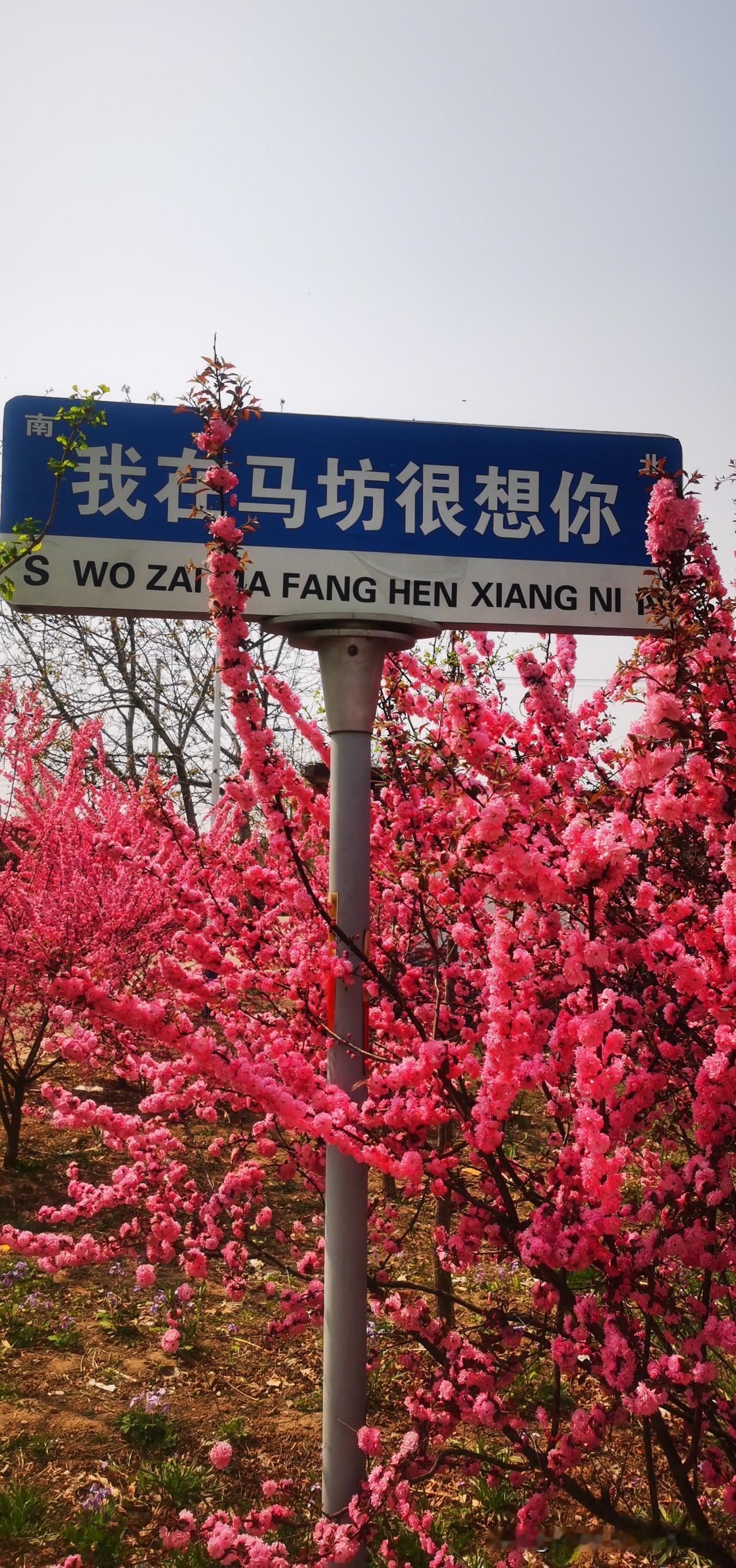 那面蓝牌子立在花影里，白字写得认真——“我在马坊很想你”，底下还缀着一行小字：在