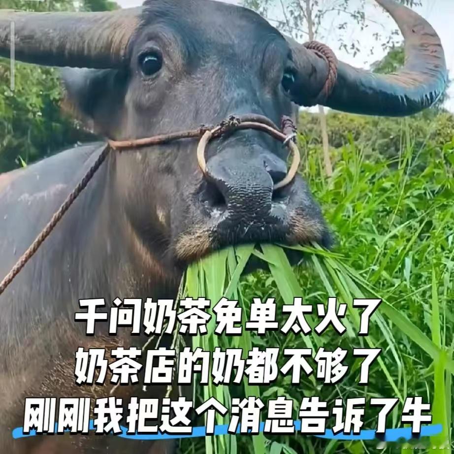 千问免费奶茶最高目前群友领到 18 张免费卡，每天数量有限，大家领了多少张卡，奶