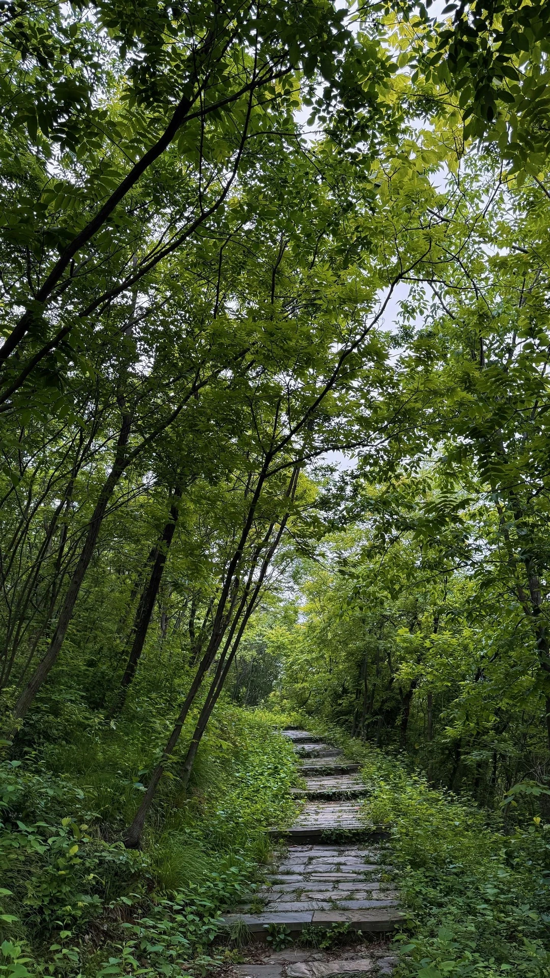常去的野林小道🍃