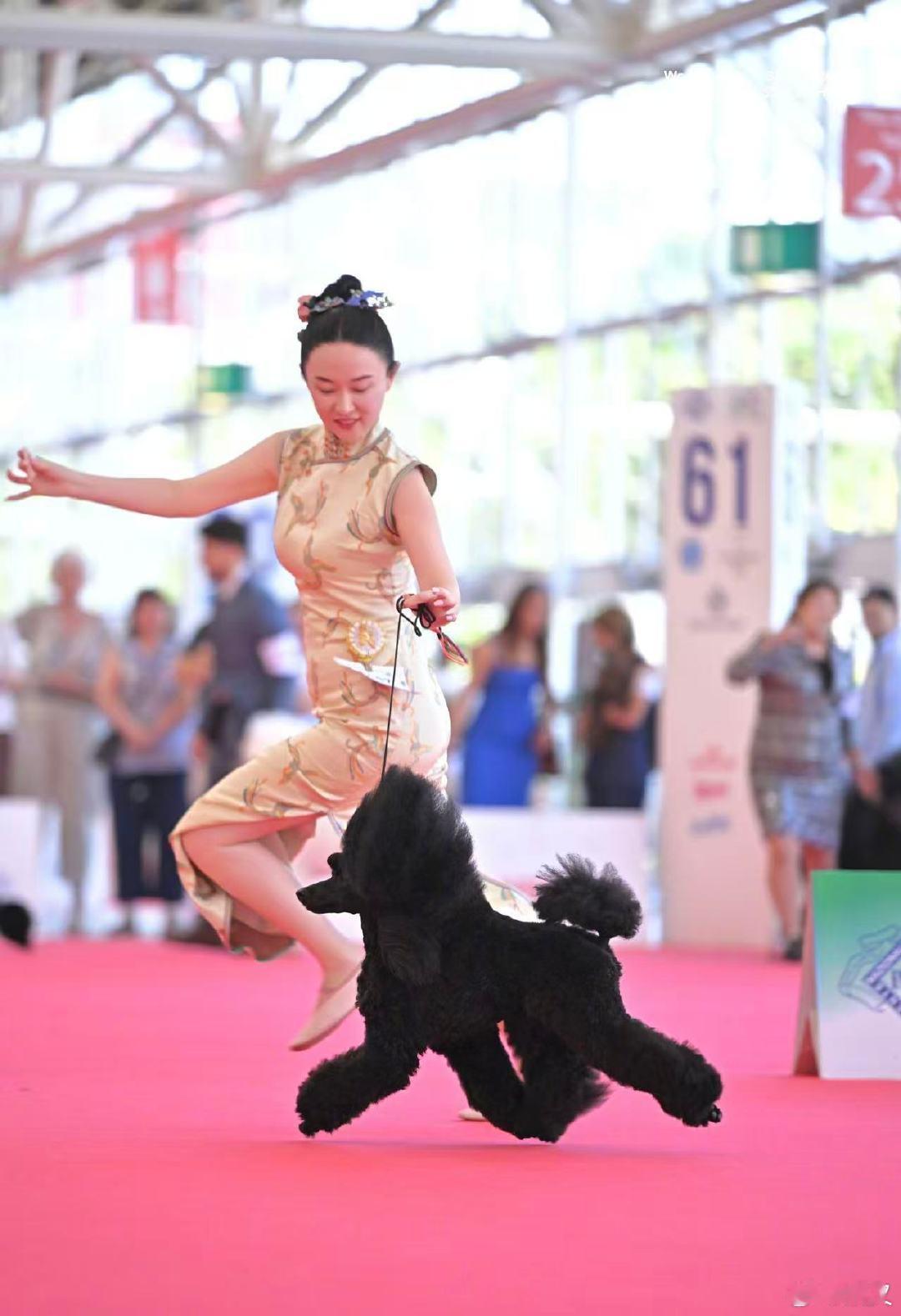 一人血书请霍思燕出任男足教练 继爱犬夺冠之后，家里小鸟赛场再获佳绩，真就主打一个