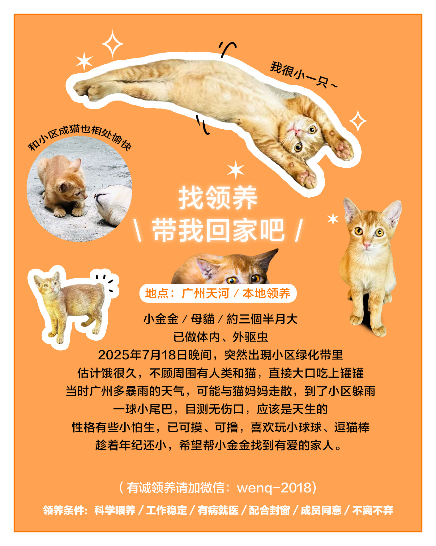 广州领养广州领养猫天河广州领养[超话] 🐈小金金／母猫／约三个半月大已做体内、