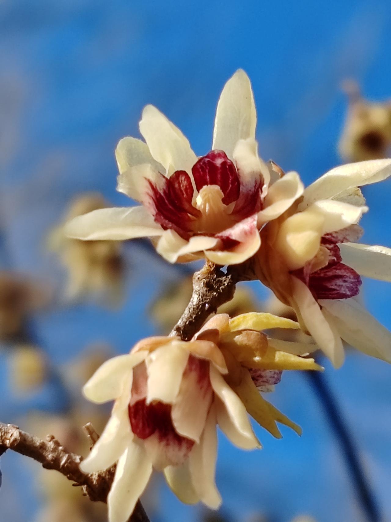 晒图笔记大赛冬月赏梅。