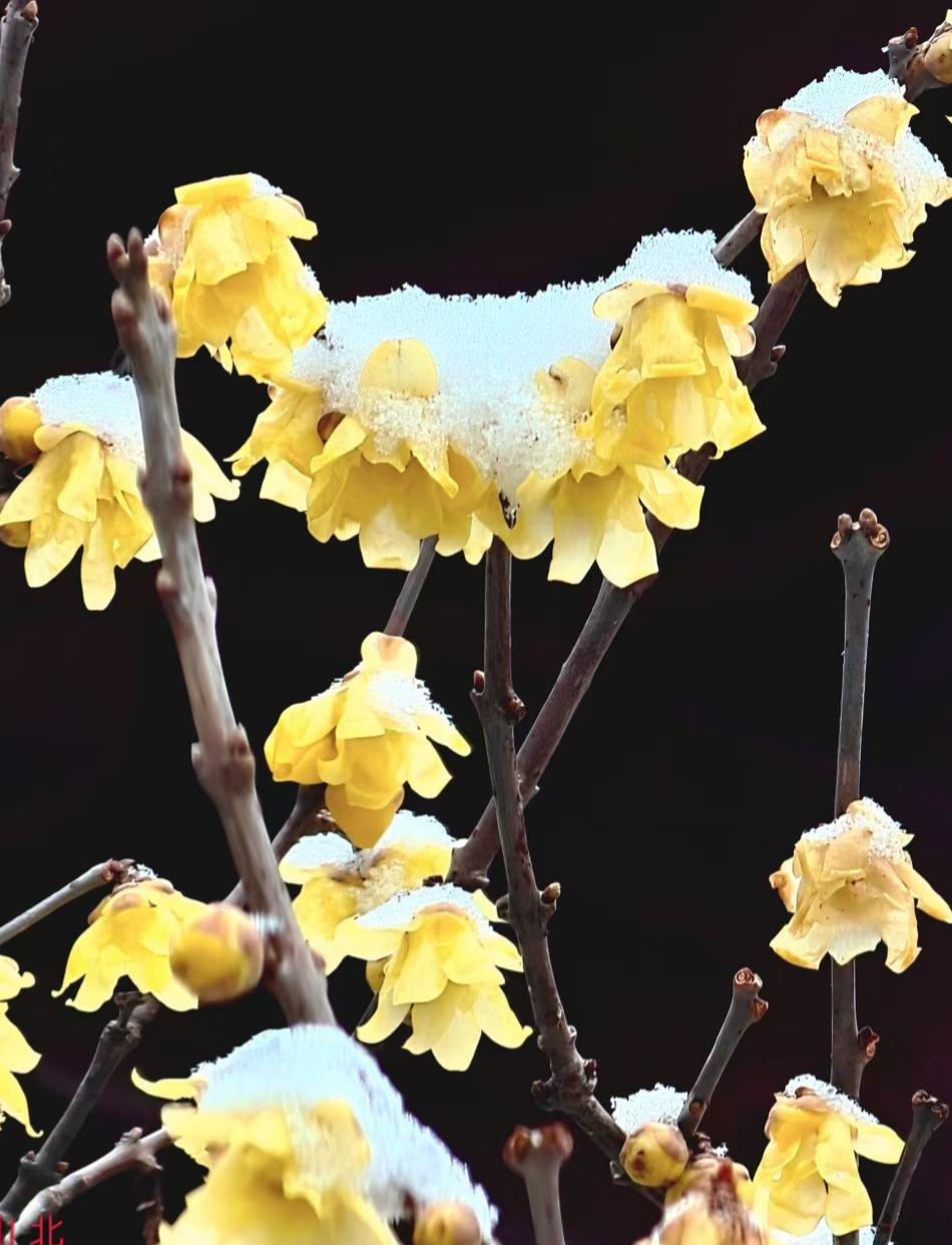 雪给腊梅镀上银边，明黄的花在寒枝上绽放，每一片落雪的瓣，都是冬与春的私语。
🌼