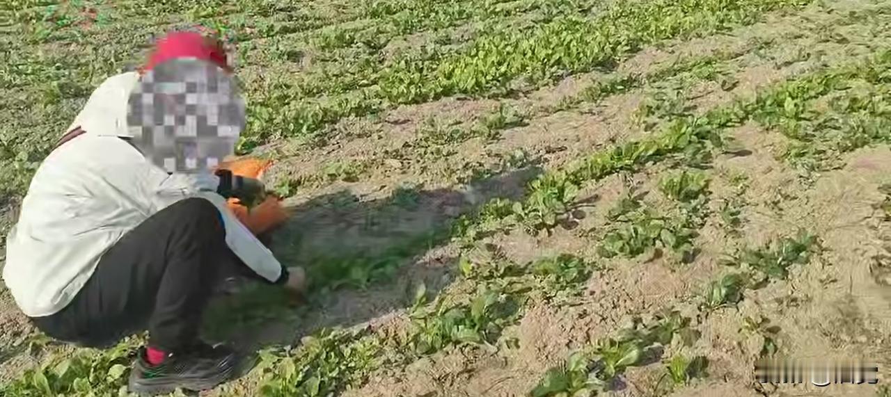 老人擅自摘菜菜园主人制止警告
老人反怼我是老太太我怕啥
菜园主人也是无可奈何
老