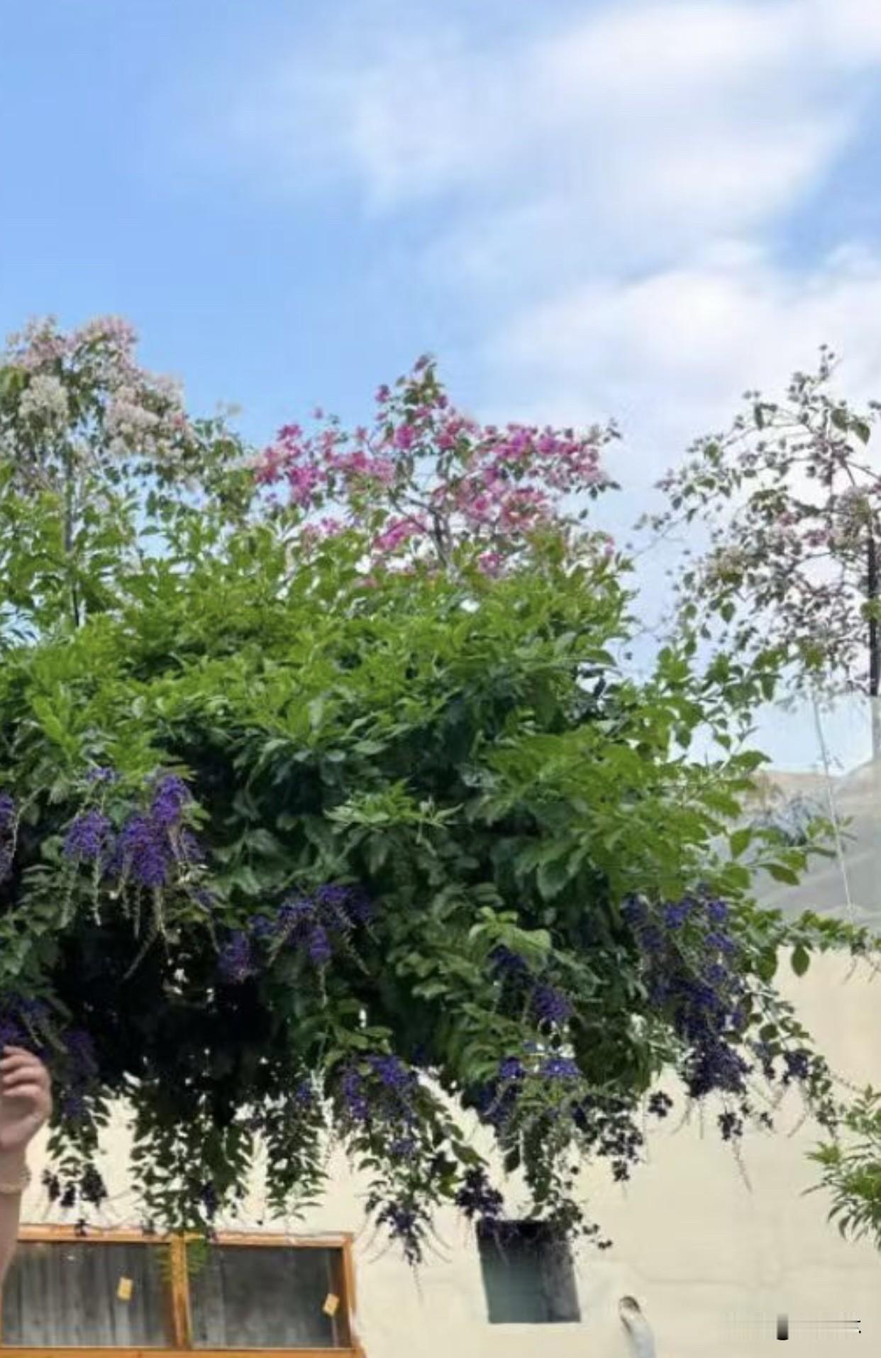 分享一张随手拍的花朋友家的小院满眼生机，墙边三角梅粉白相间开得正艳，紫色的蕾丝金