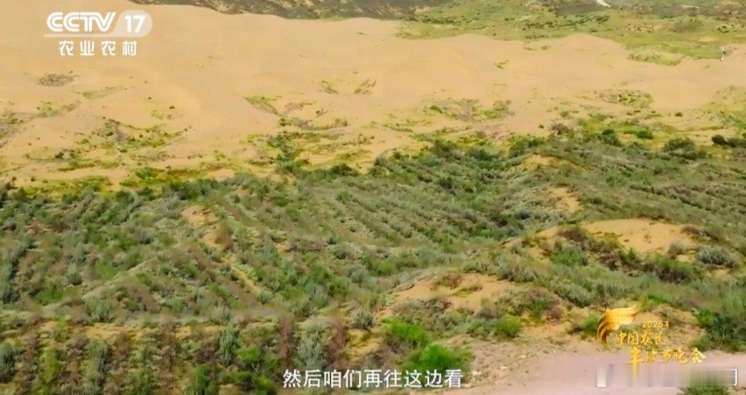 大漠版植此青绿他们一锹一锹逼退20公里沙漠 谁能想到“死亡之海”能变绿？全靠一群