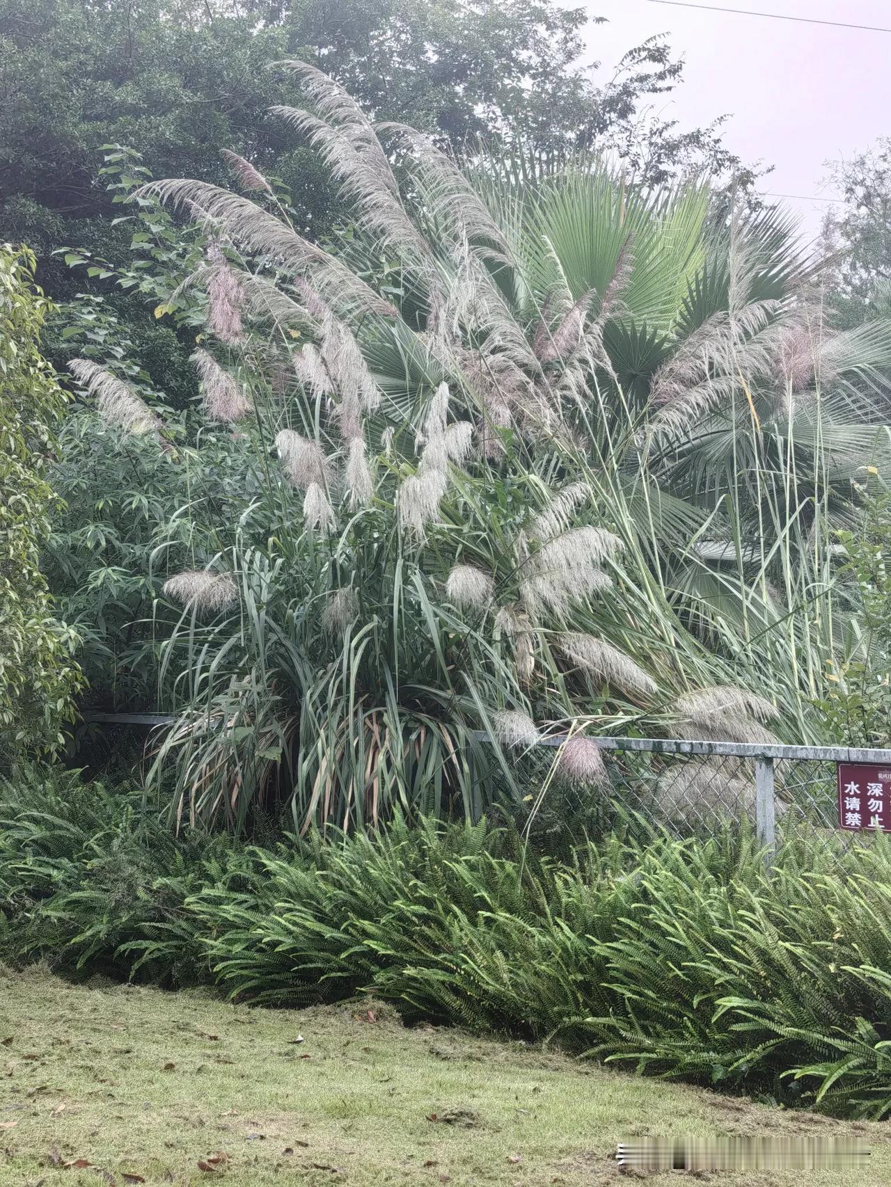 早上，女儿语气有点沉重的对我说：妈妈，我昨晚梦见婆婆，还梦见她的坟塌了。你今天去