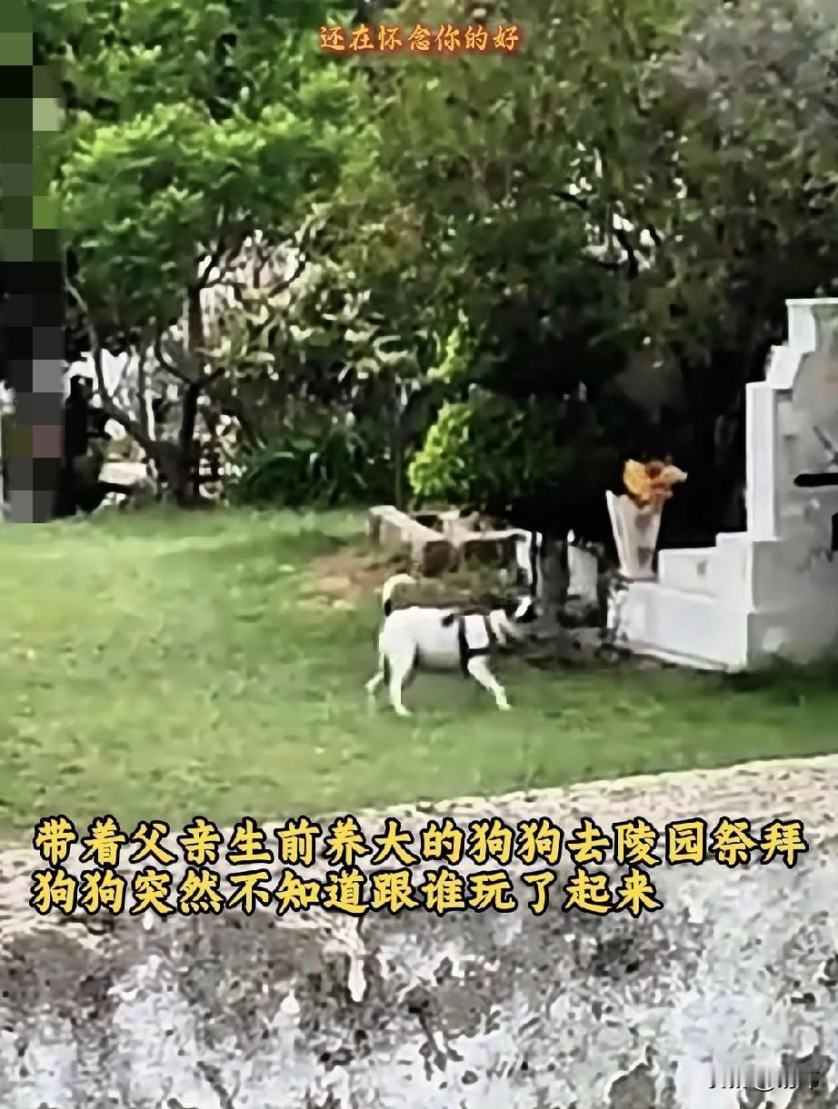 泪目了！一位老人养了一只狗狗，一直来对它照顾有加，狗狗和老人的关系也很好，可后来