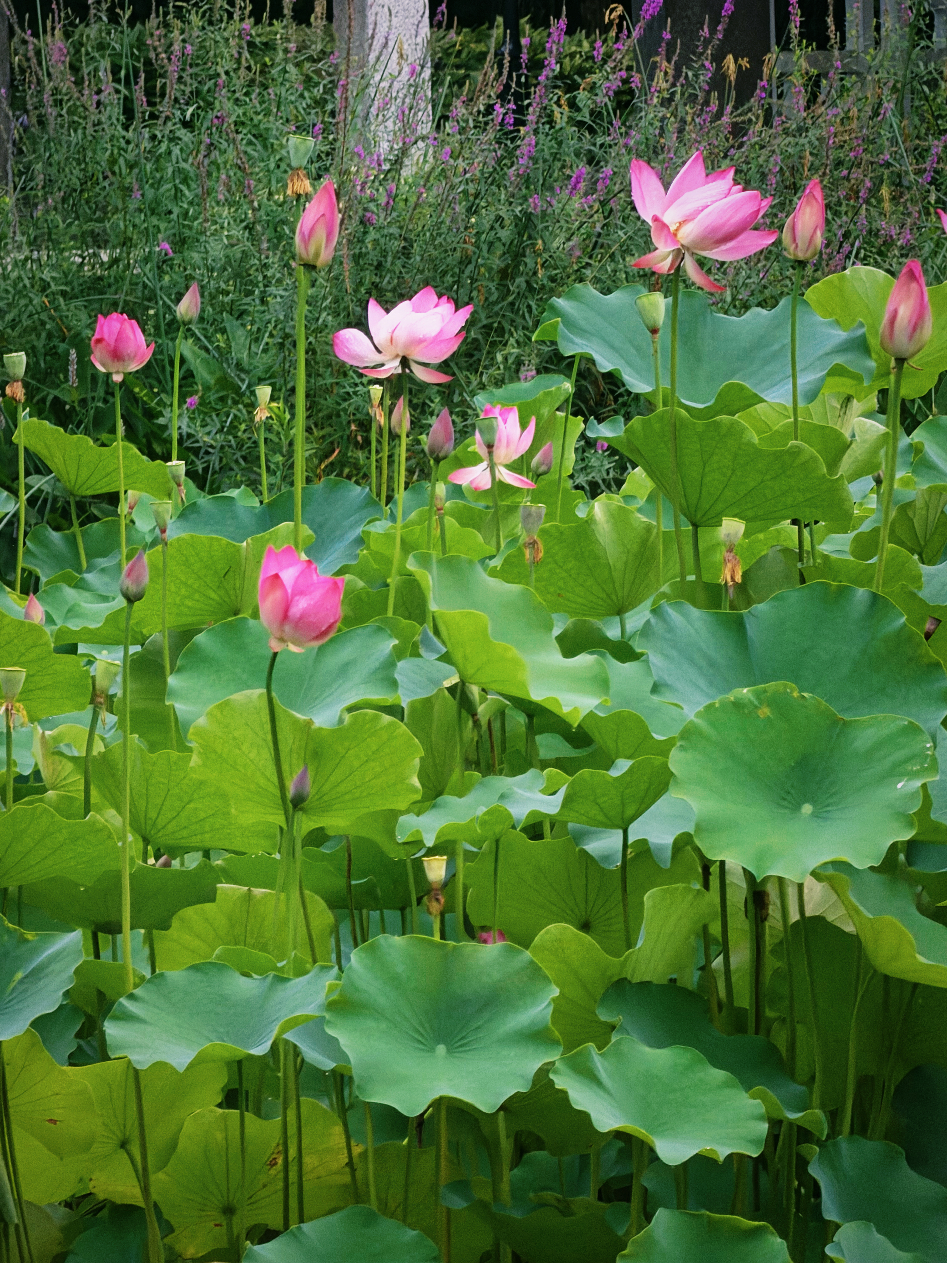 “误入藕花深处”🪷 