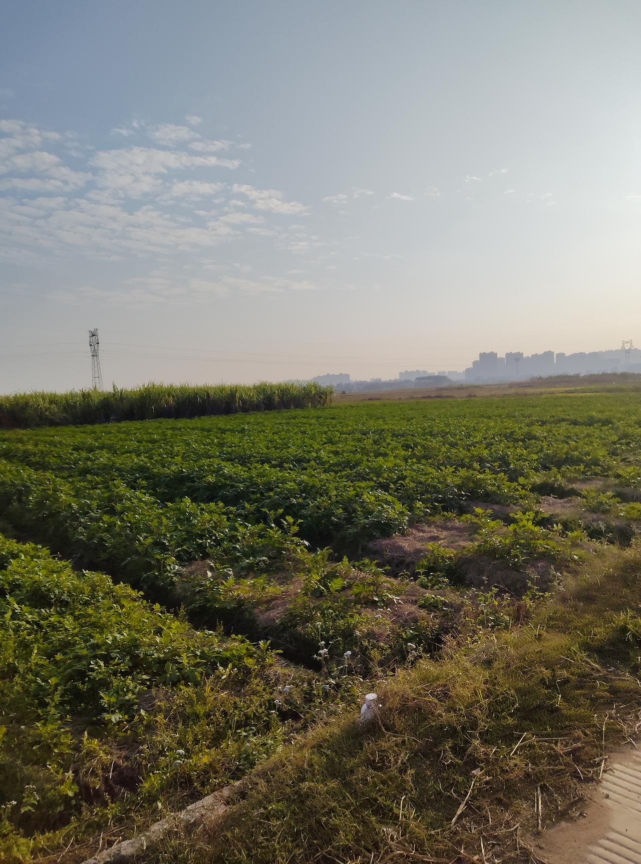 清晨绕着田间走了走，风里裹着泥土和青草的淡香，特别清爽。

眼前这片绿油油的土豆
