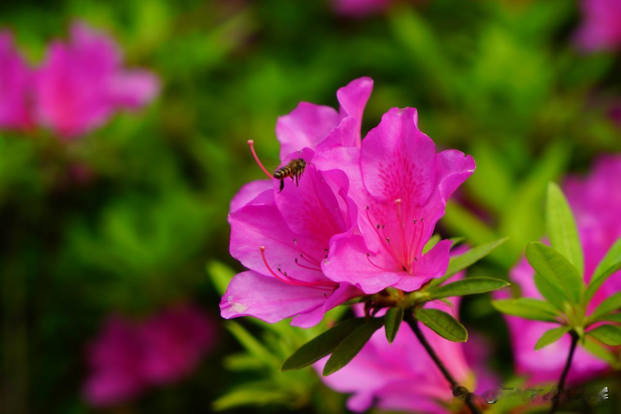 随手拍拍花草，美无处不在