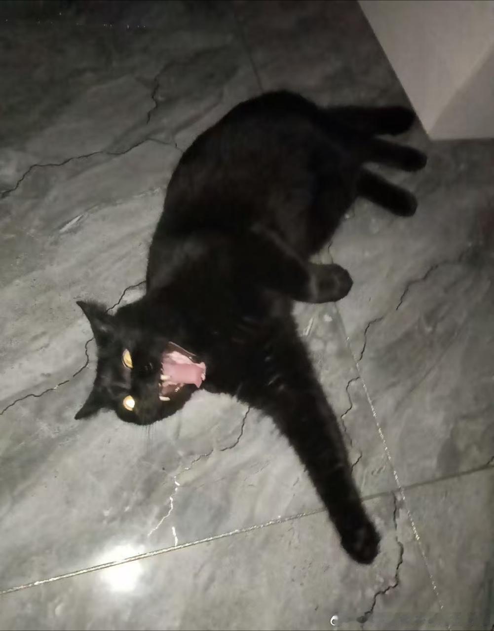 49706【丑猫】不明呲牙状物体正在攻击高柱。 