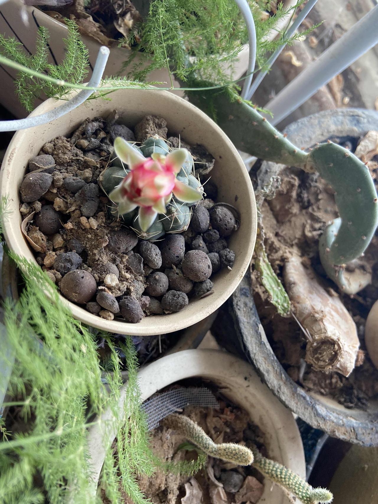 晒晒随手一拍美丽的花朵