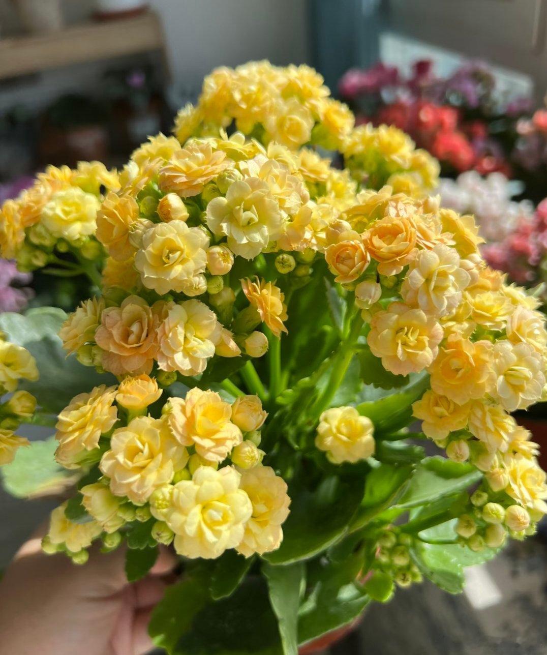 ～365植物心语～ 🌿✨📅 0️⃣8️⃣月0️⃣9️⃣日今日植物：长寿花（圣