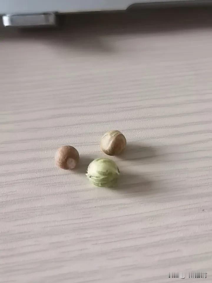 中午在楼下散步，捡到的三颗种子，有没有认识的小伙伴？