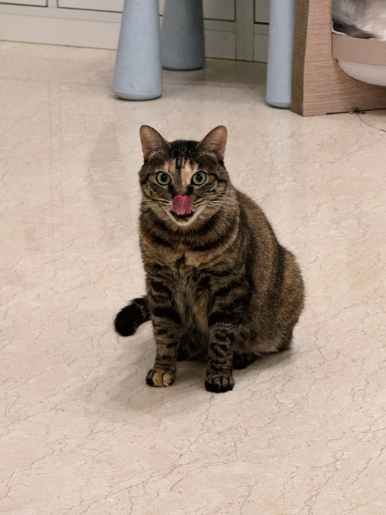 妈妈，我也阔爱！
嗯，胖得阔爱～
#萌宠# #猫咪#