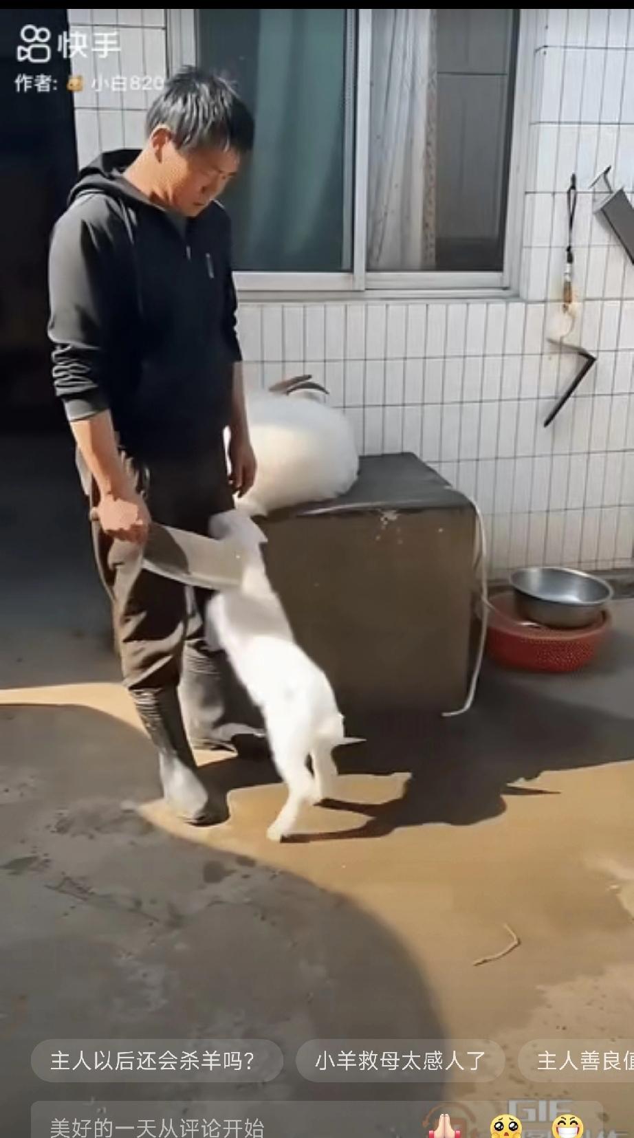 一名男子把母羊绑起来，放到台子上，手持刀具打算宰杀。旁边的小羊可怜兮兮地咩咩叫着