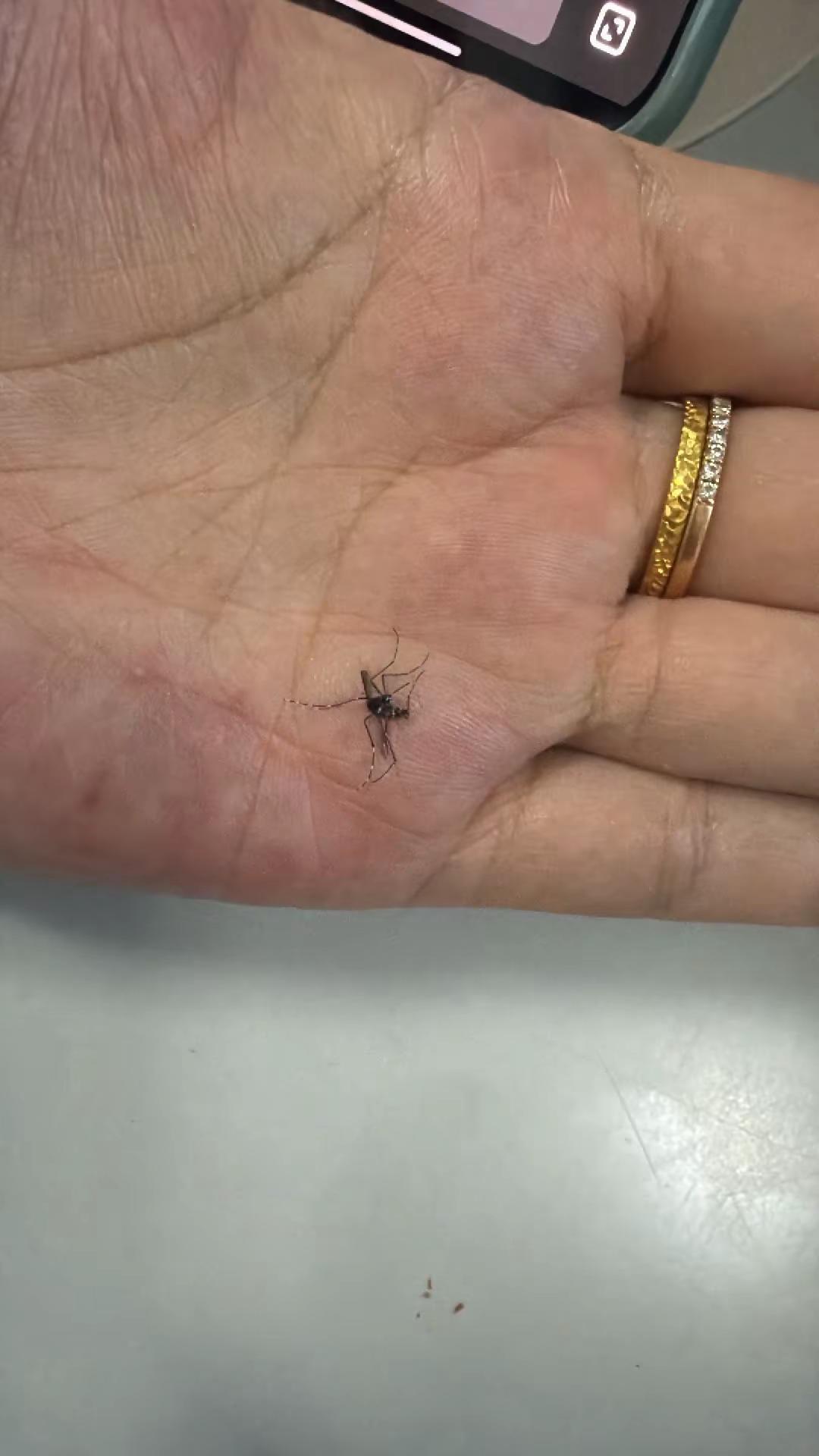 我要赶尽杀绝，臭蚊子🦟