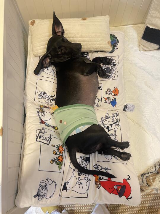 帮我看看这是什么品种的狗