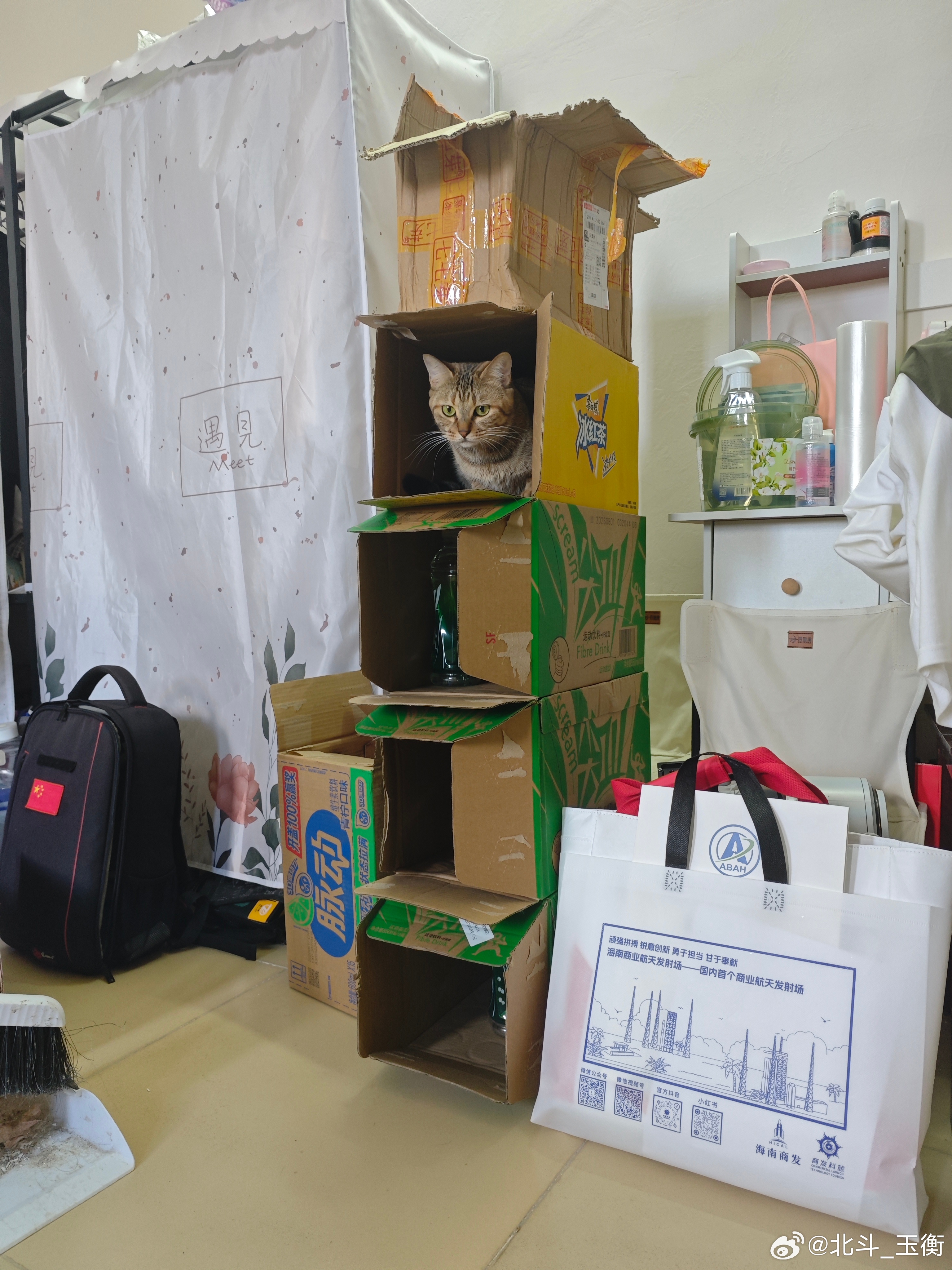 家里小猫已经住上5层小楼了[色]这要是真的楼，顶层还能火箭观礼😂 ​​​